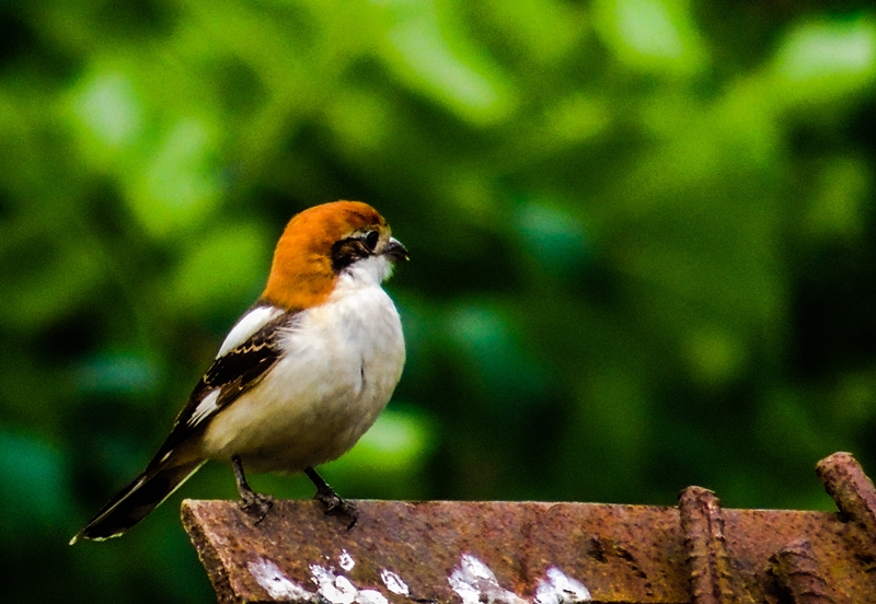 Woodchat Shrike