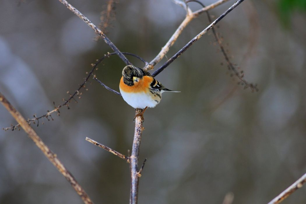 Brambling