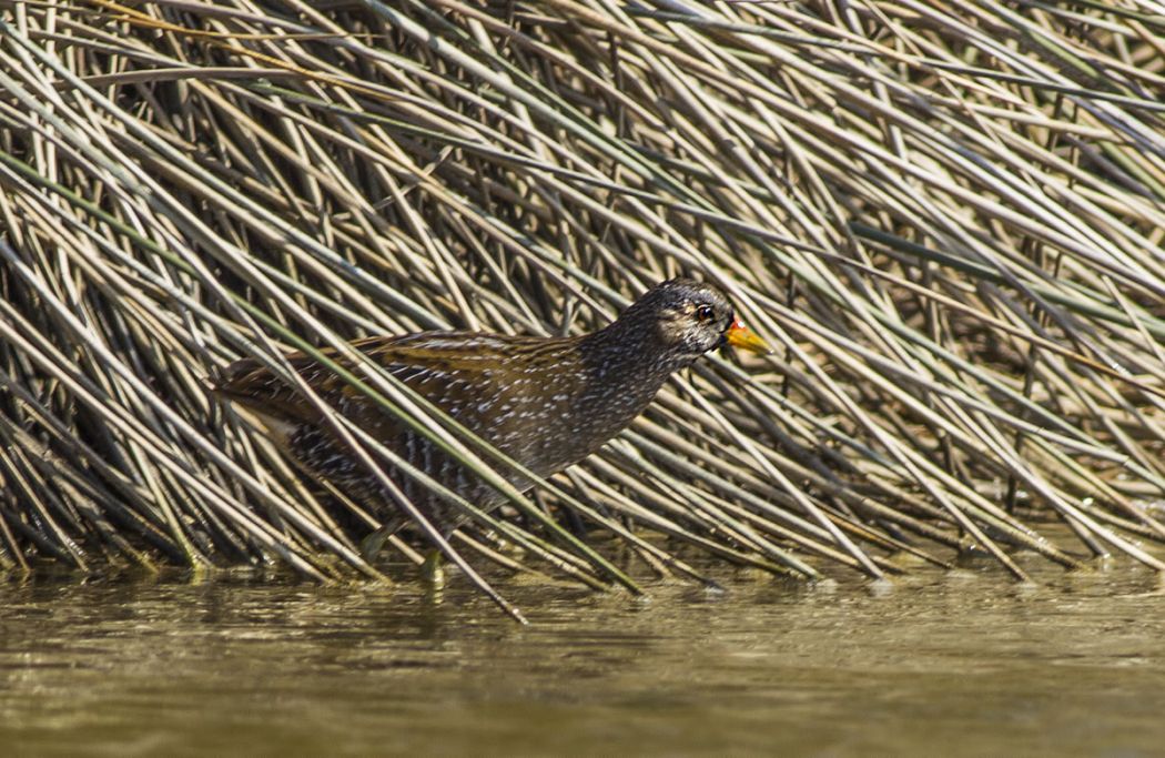 Spotted Crake