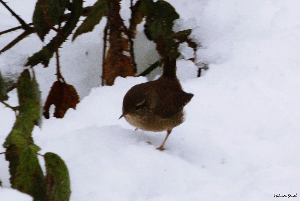 Eurasian Wren