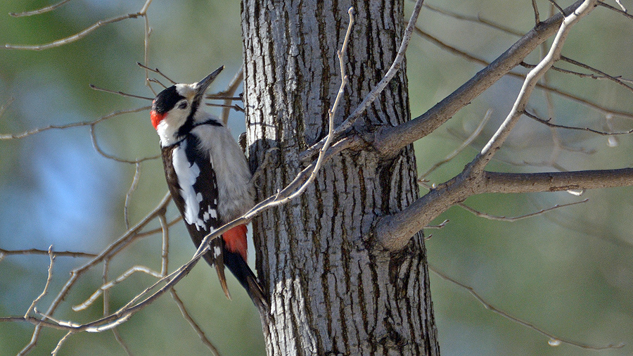 Syrian Woodpecker