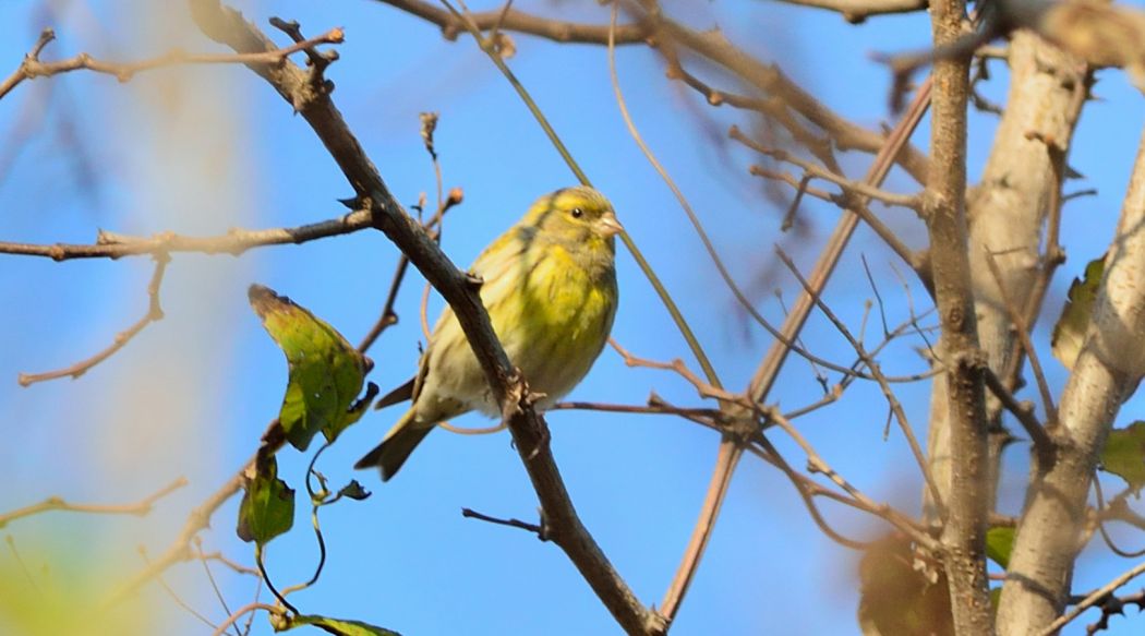 European Serin