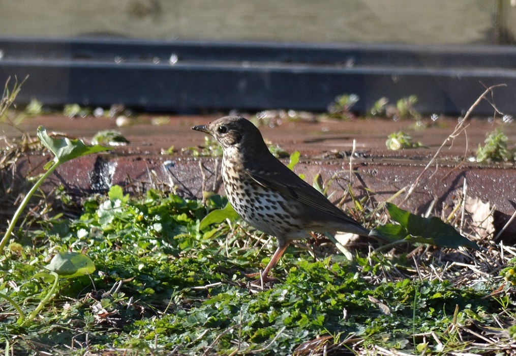 Song Thrush