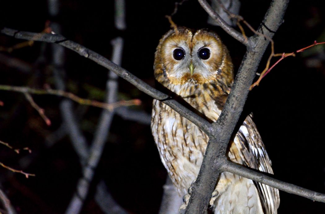 Tawny Owl