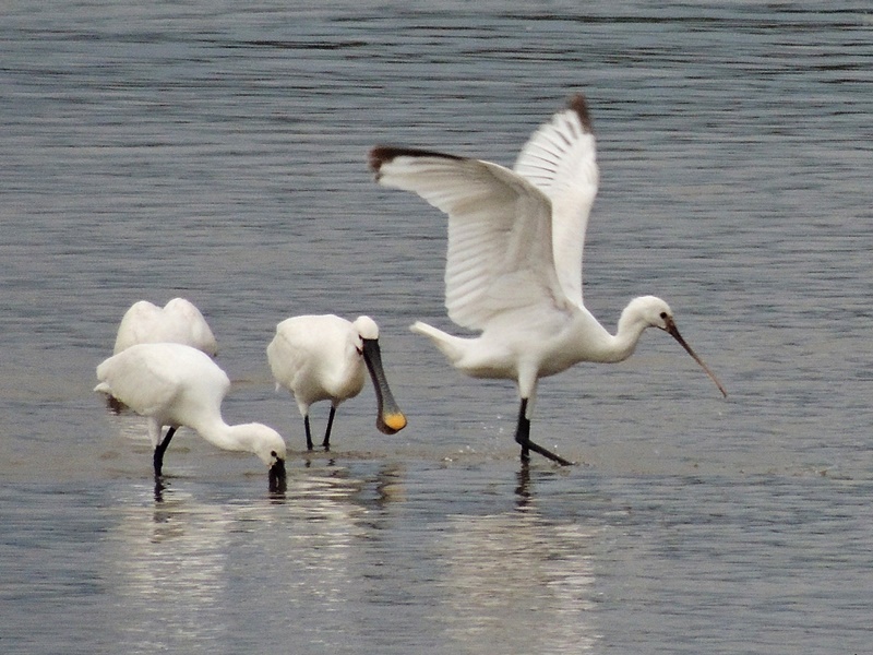 Eurasian Spoonbill