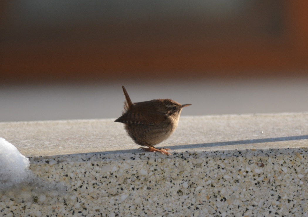 Eurasian Wren