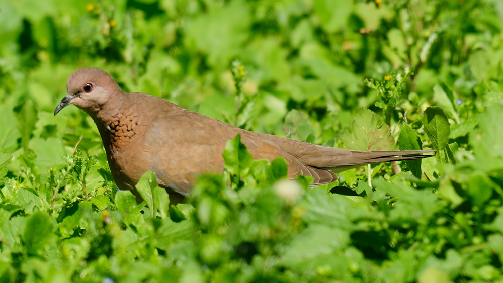 Laughing Dove