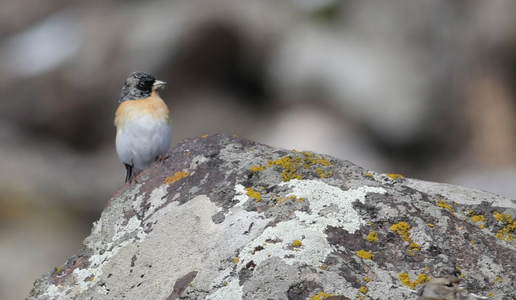 Brambling