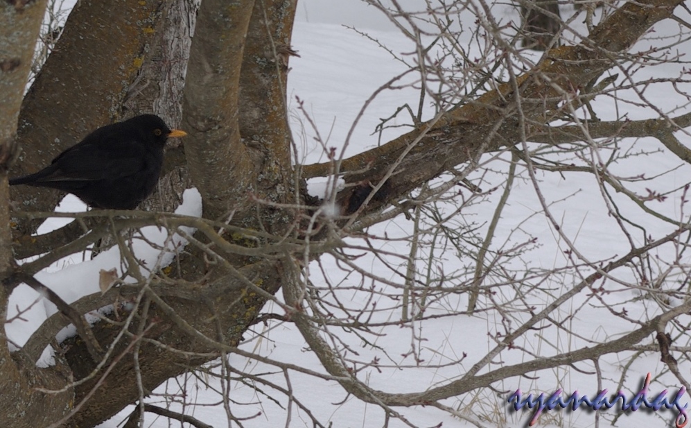 Common Blackbird
