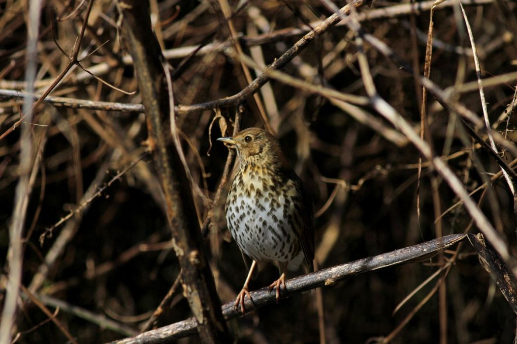 Song Thrush