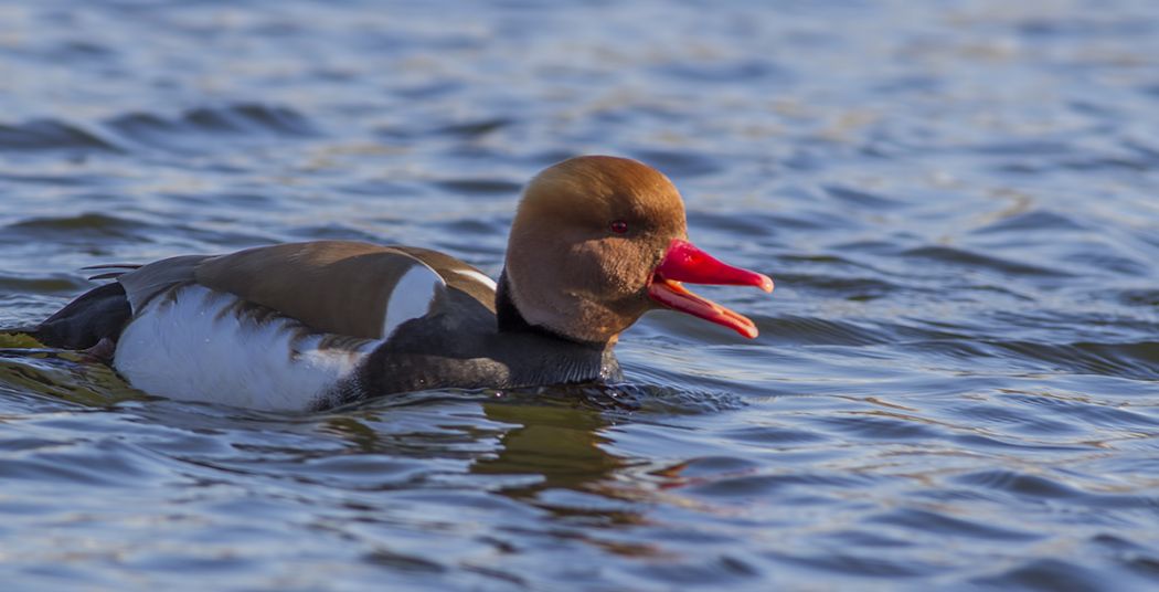 Red-crested Pochard