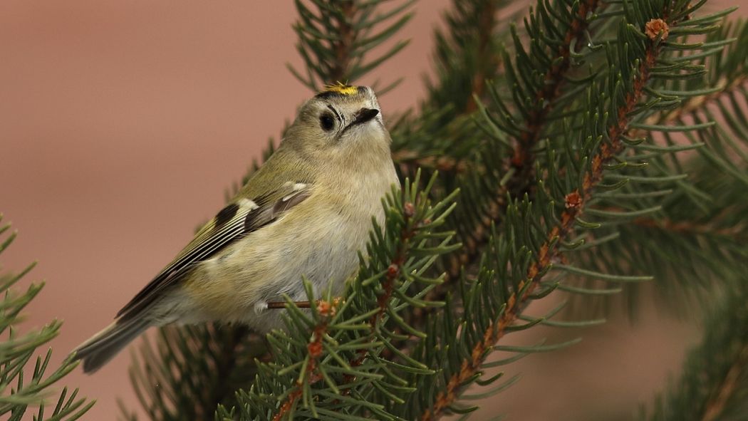 Goldcrest