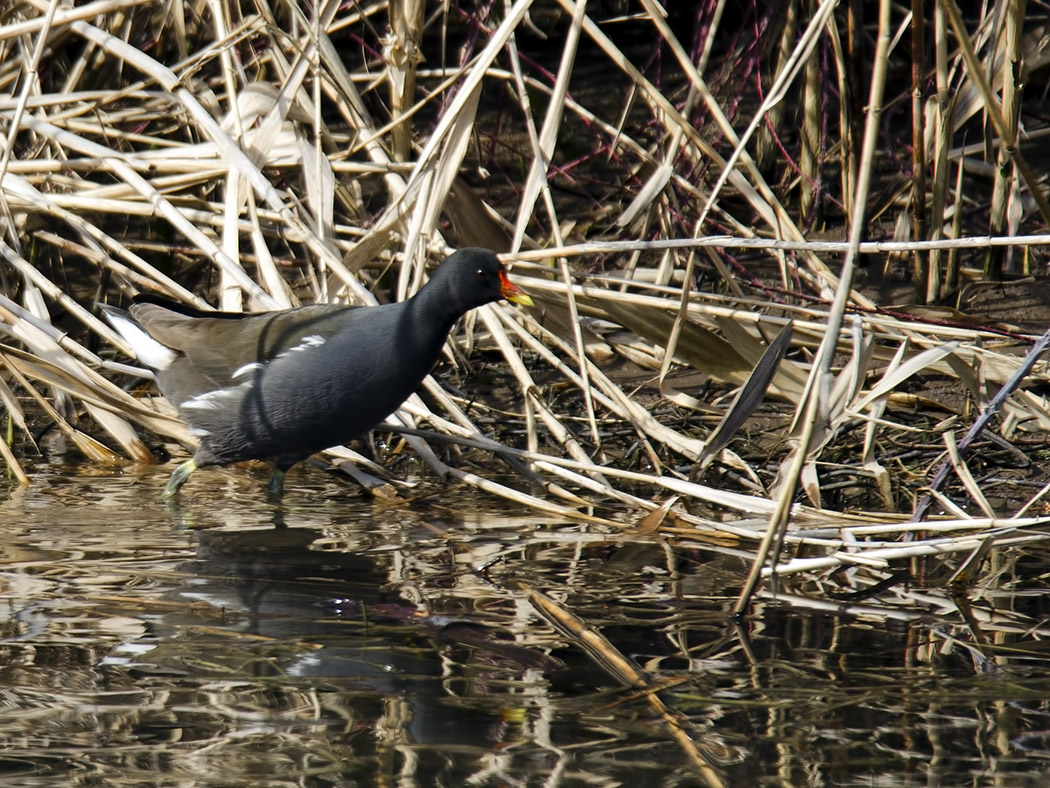 Common Moorhen