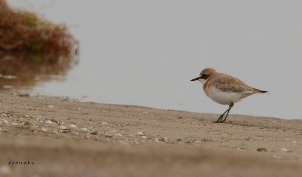 Greater Sand Plover