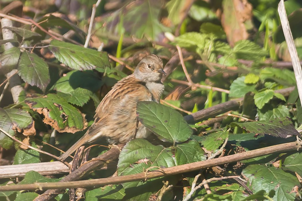 Dunnock