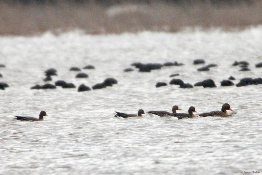 Lesser White-fronted Goose