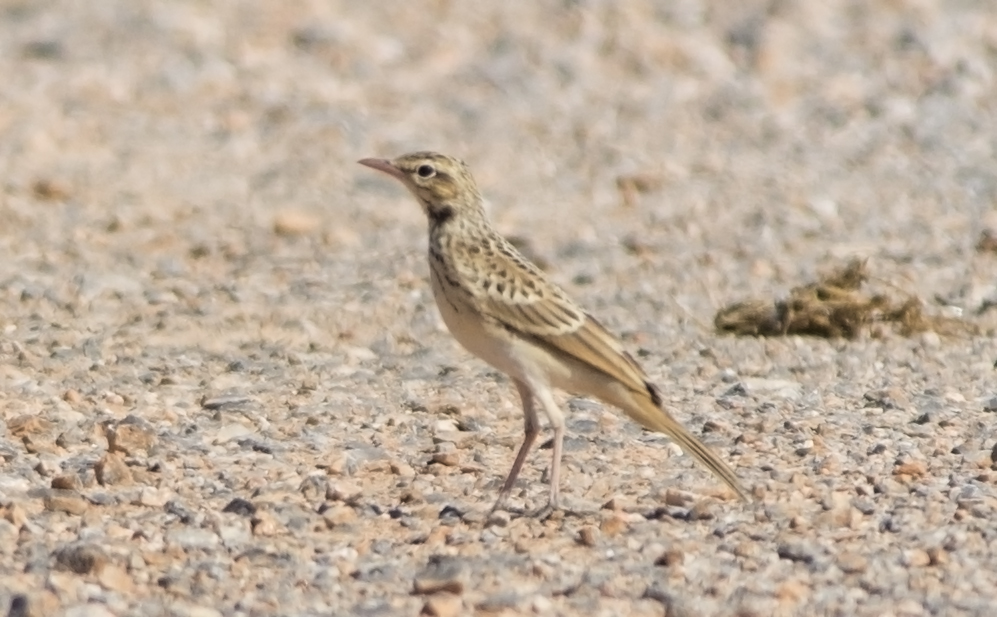 Tawny Pipit