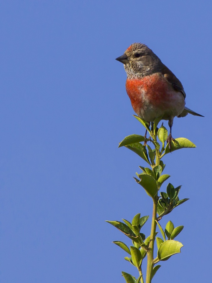 Common Linnet