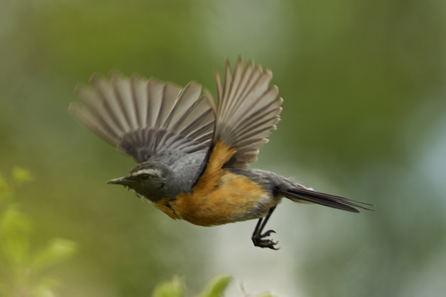 White-throated Robin