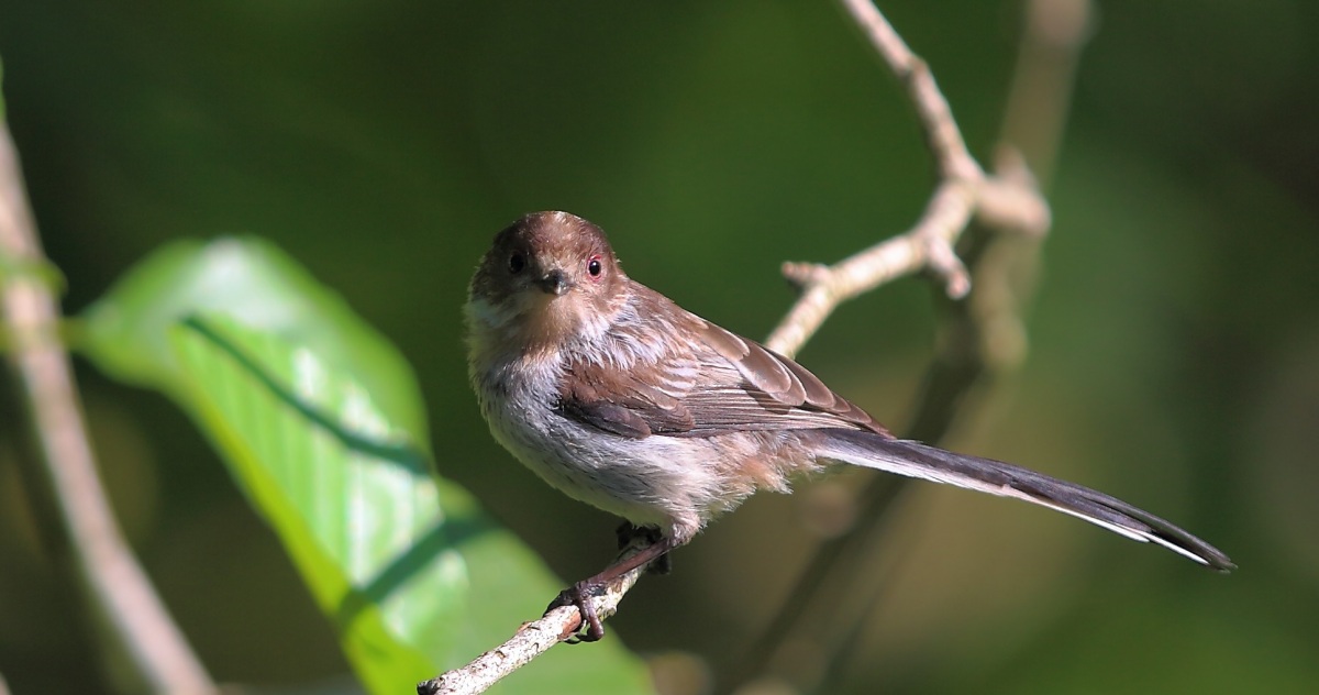 Long-tailed Tit
