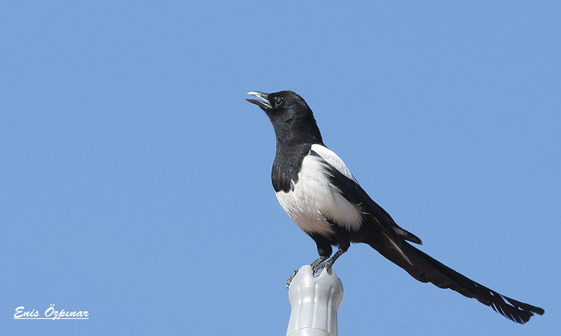 Eurasian Magpie