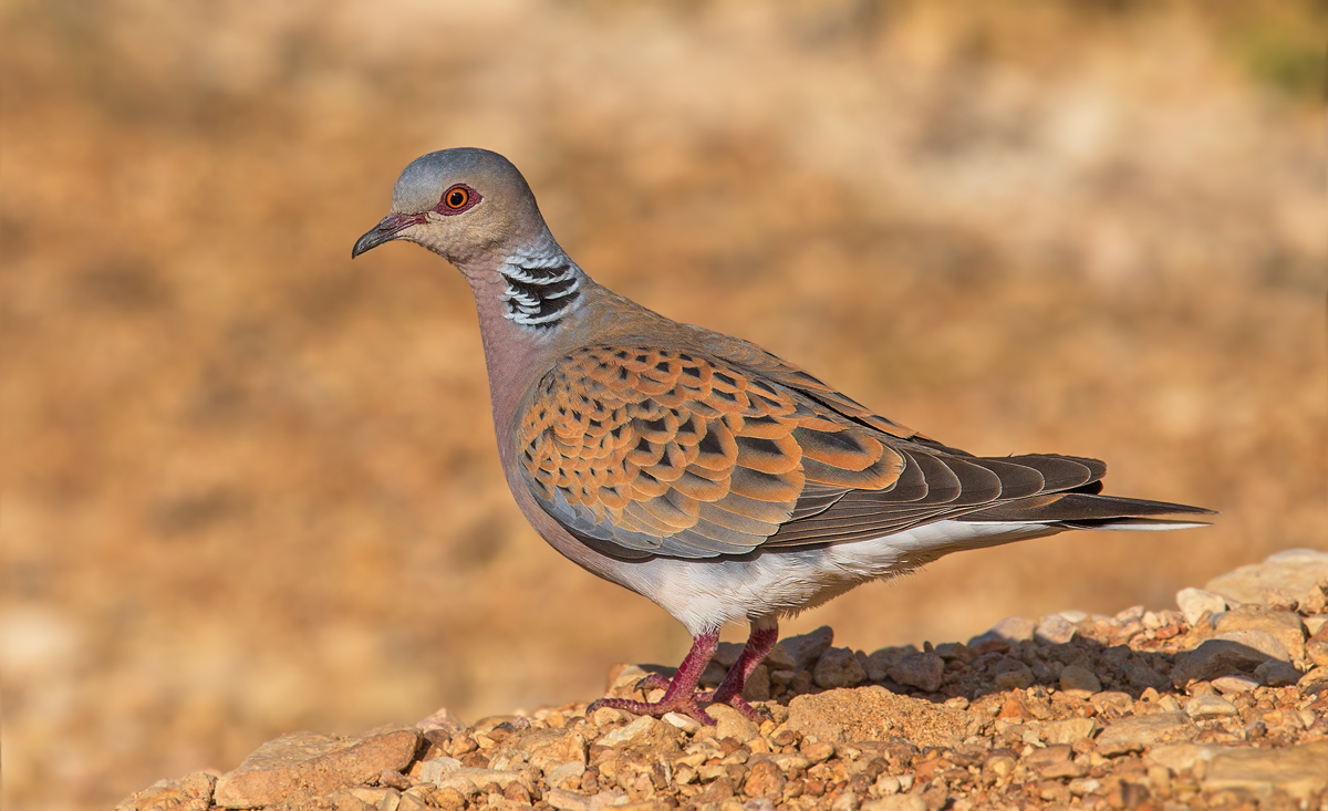 European Turtle Dove