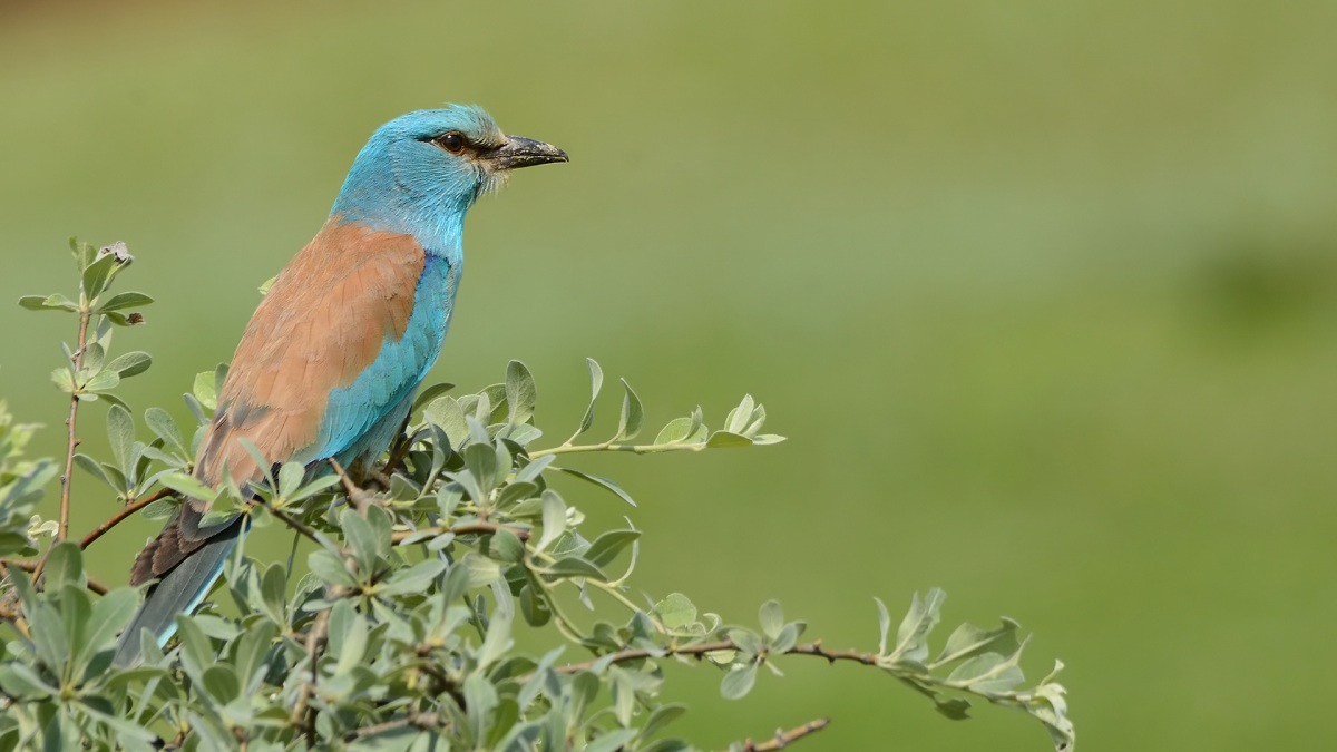 European Roller