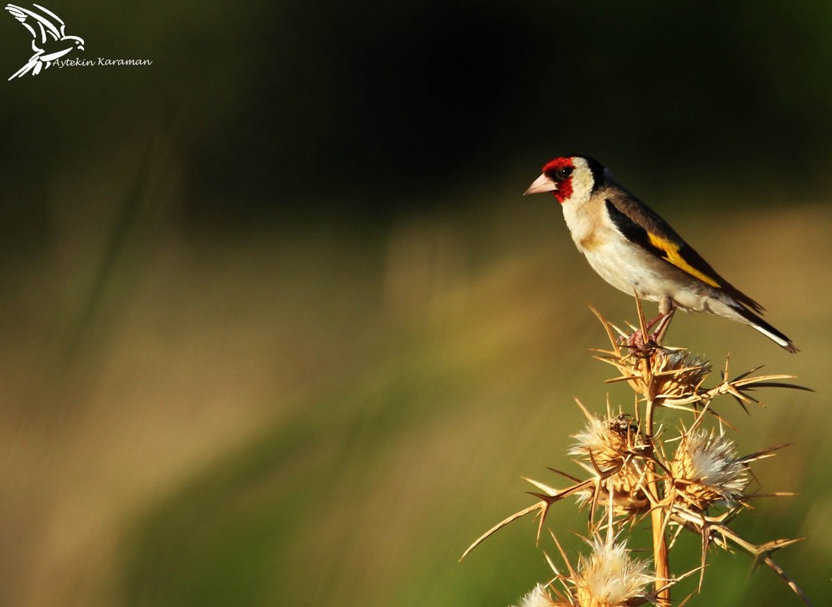 European Goldfinch