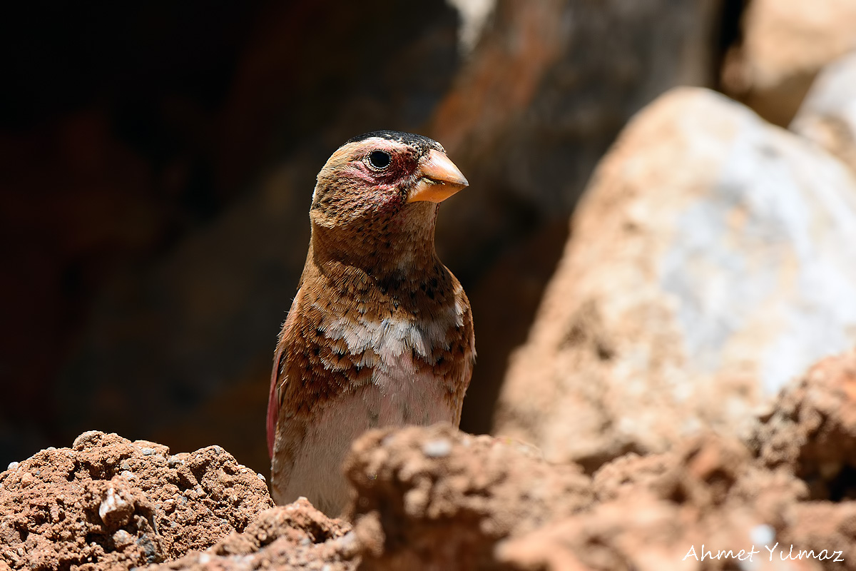 Crimson-winged Finch