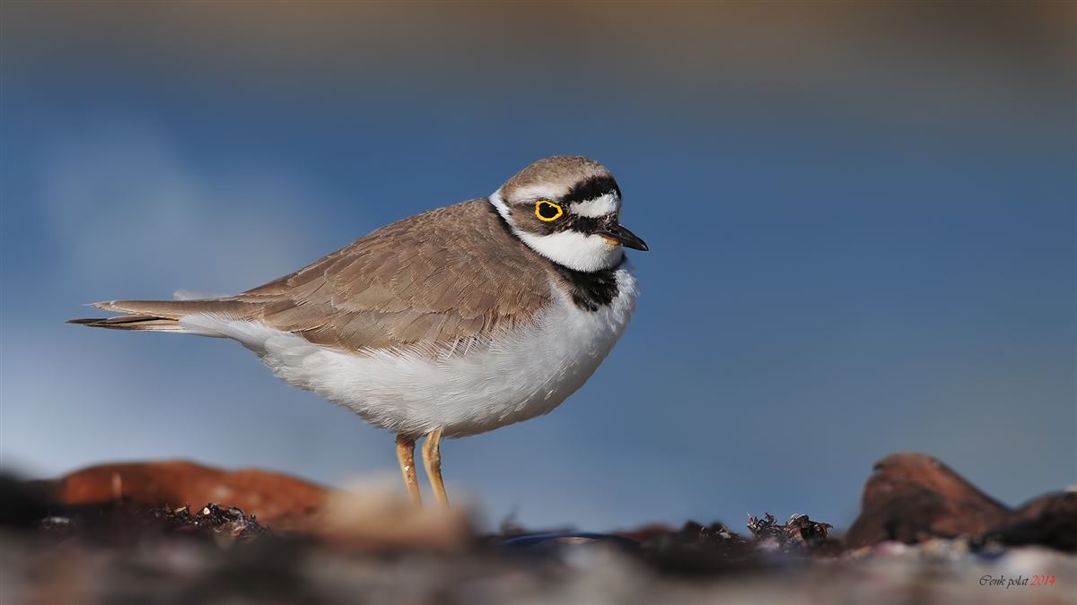 Little Ringed Plover