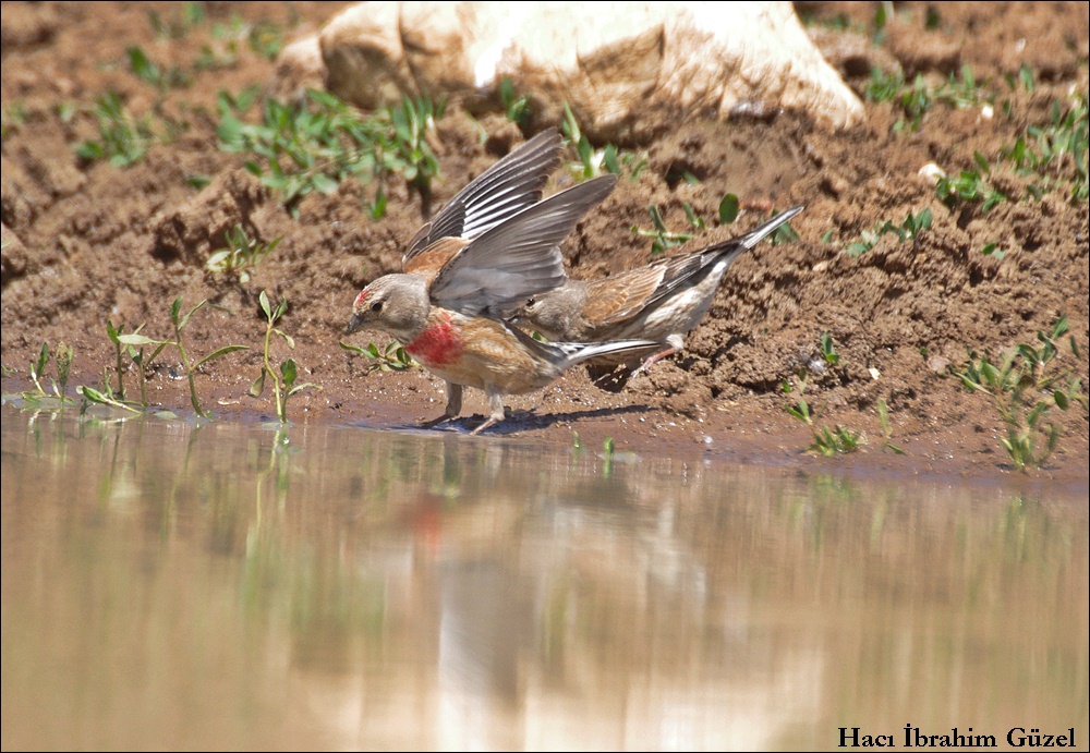 Common Linnet