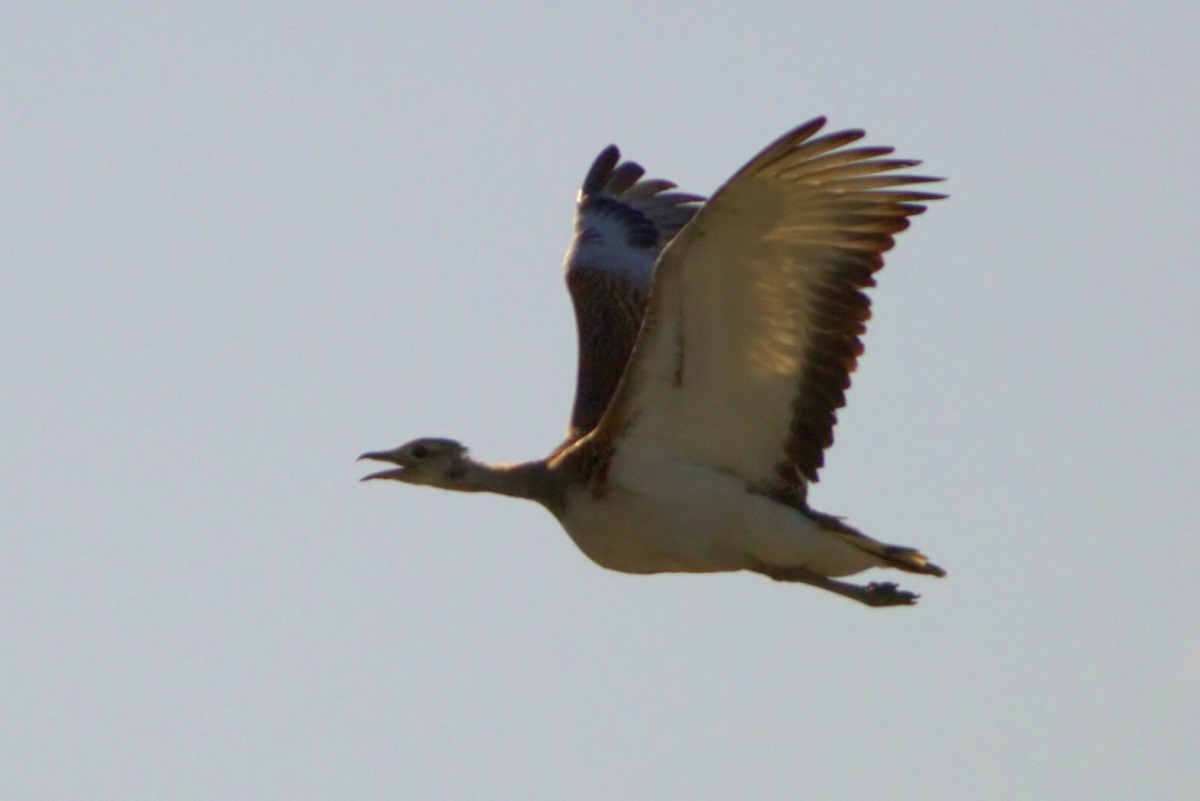 Great Bustard