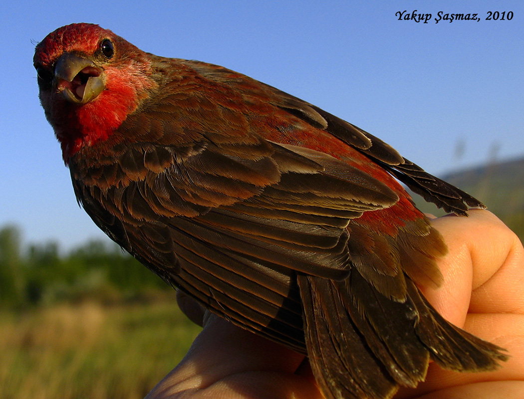 Common Rosefinch