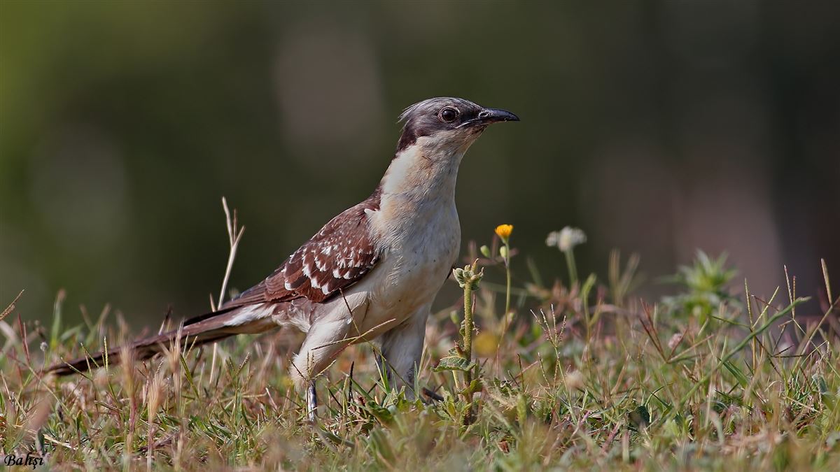Great Spotted Cuckoo
