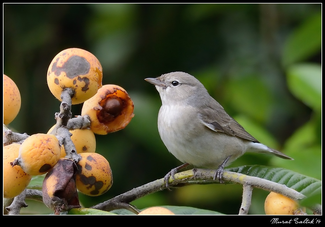 Garden Warbler