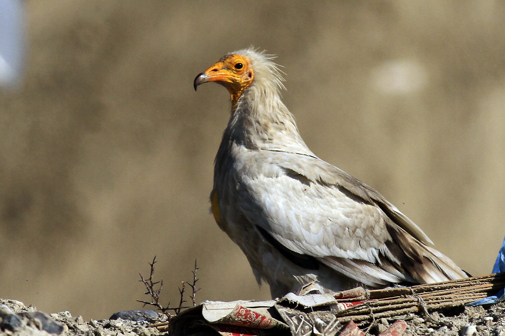Egyptian Vulture
