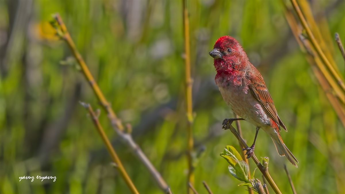 Common Rosefinch