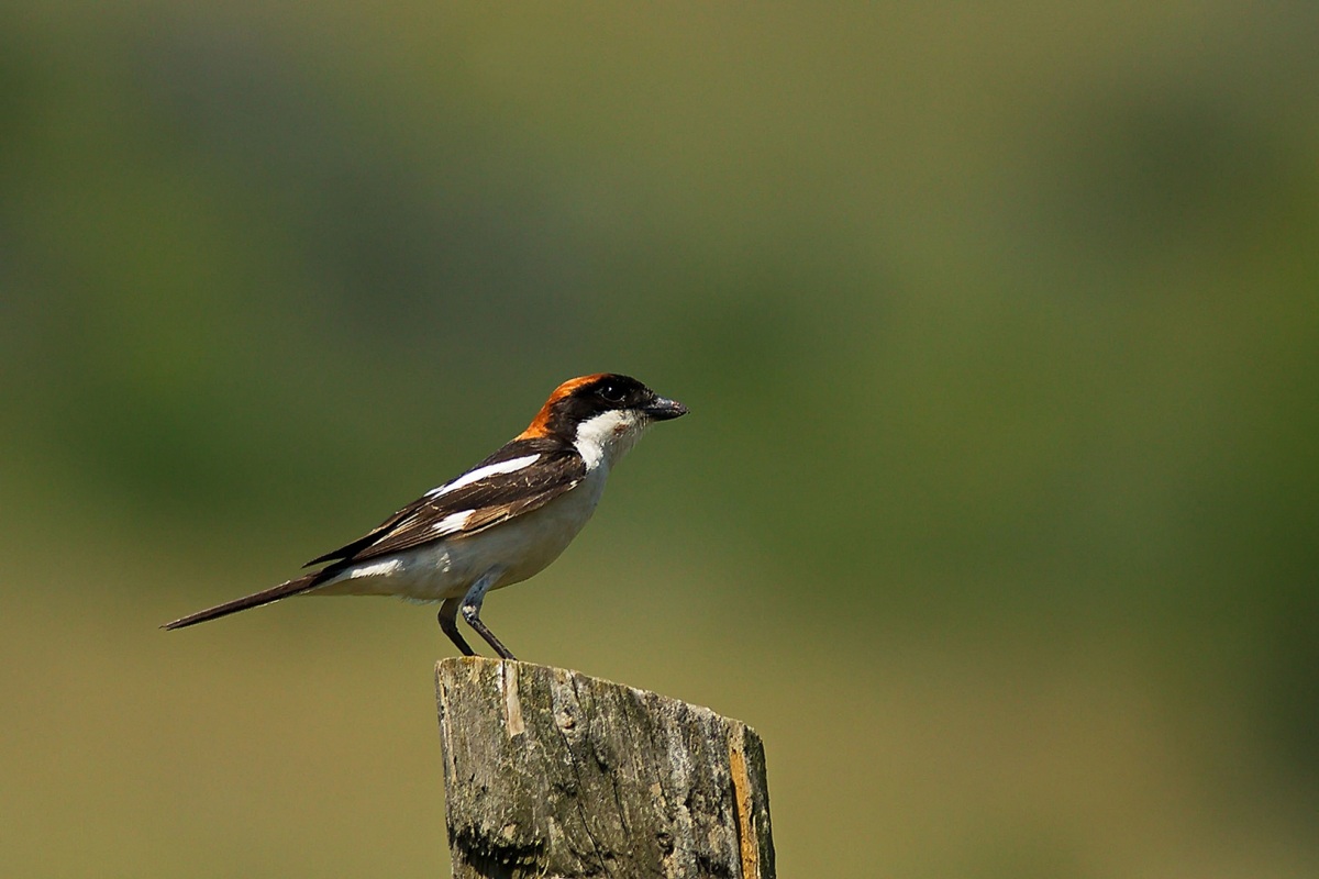 Woodchat Shrike