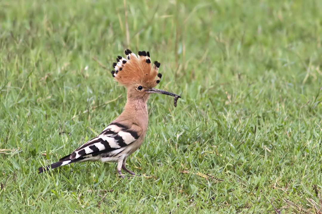 Common Hoopoe