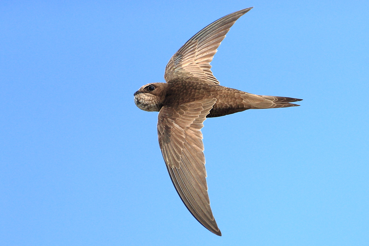 Pallid Swift