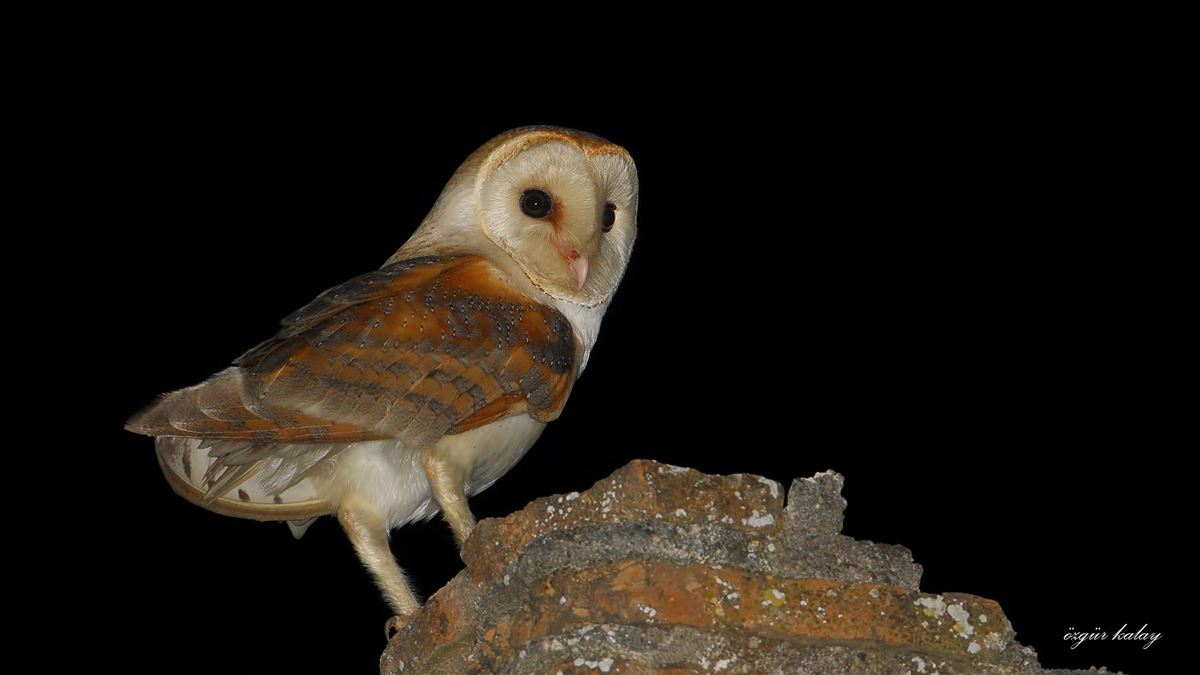 Western Barn Owl