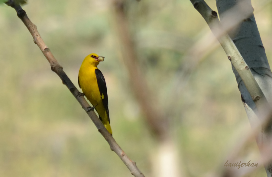 Eurasian Golden Oriole