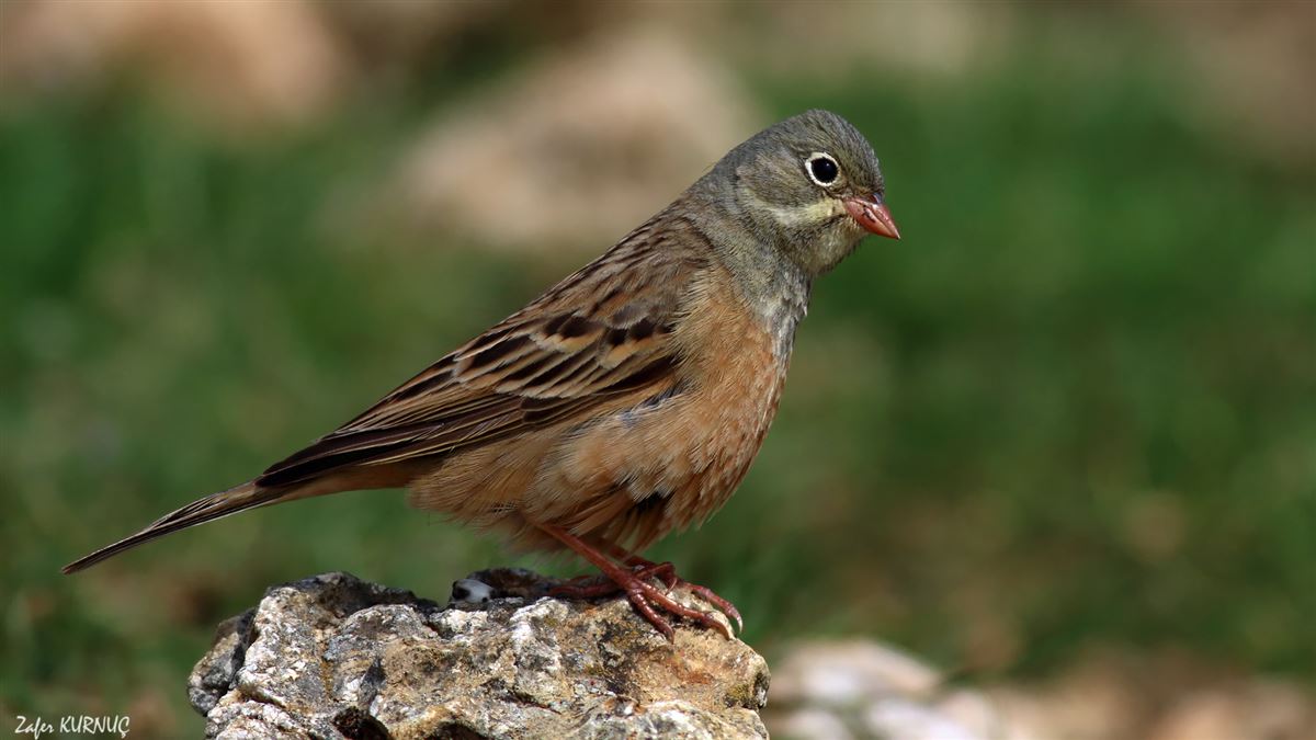 Ortolan Bunting