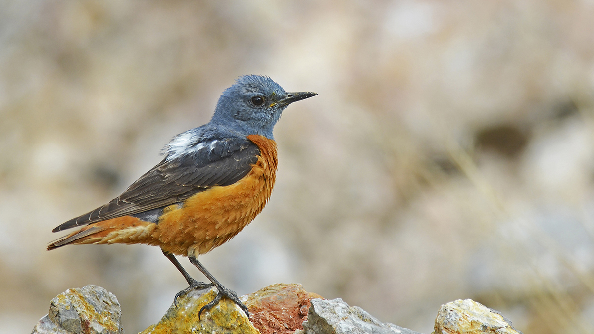 Common Rock Thrush