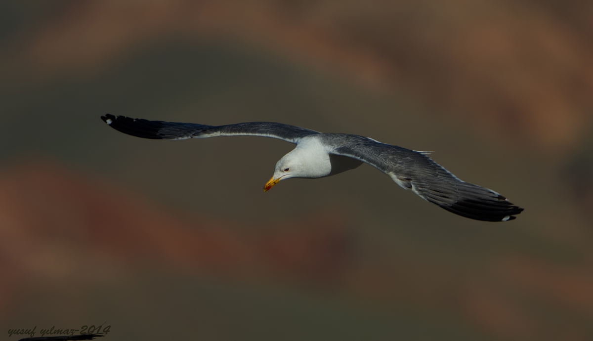 Armenian Gull