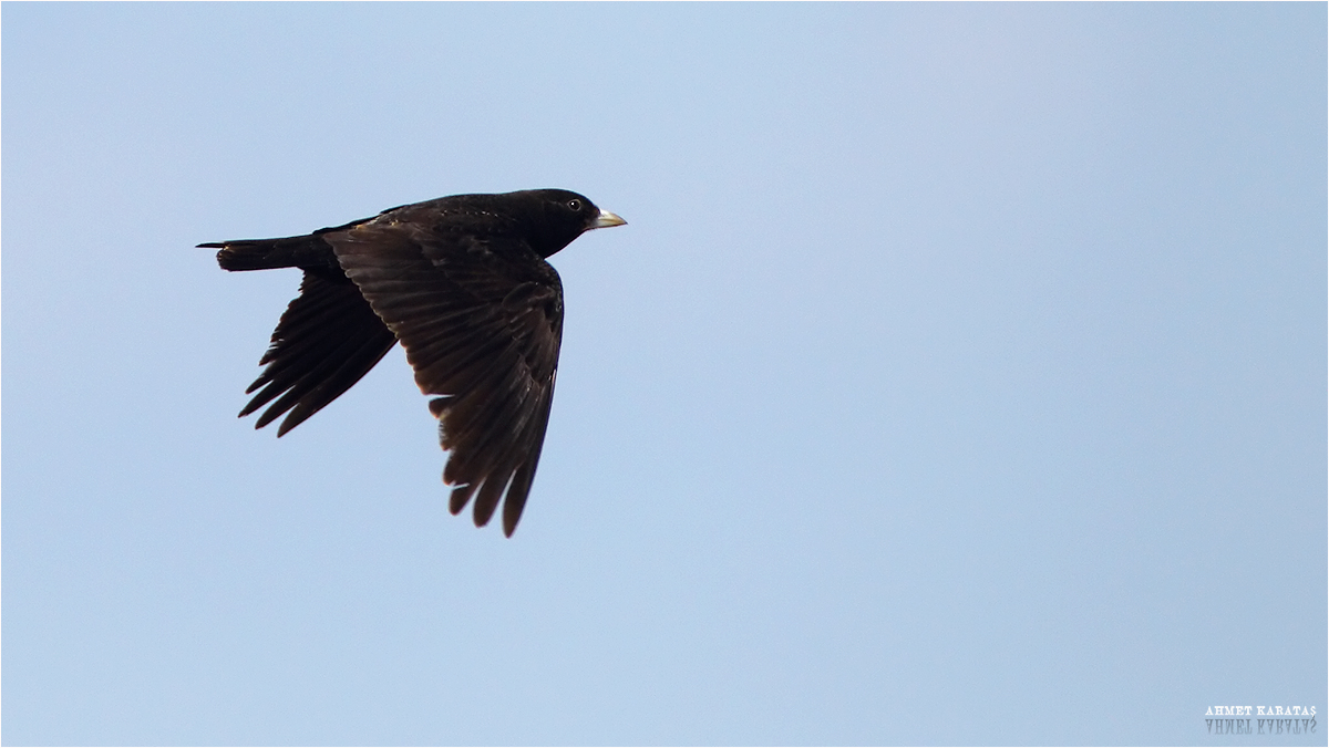 Black Lark