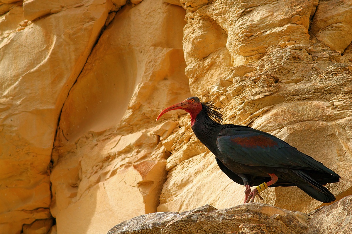 Northern Bald Ibis