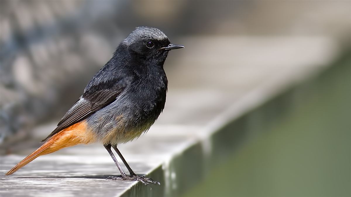 Black Redstart