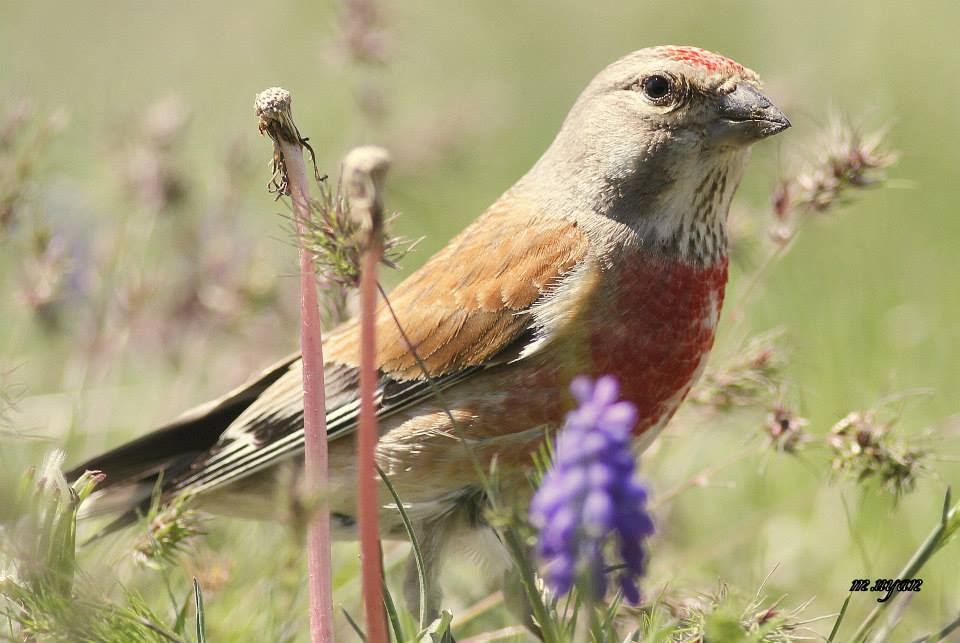 Common Linnet