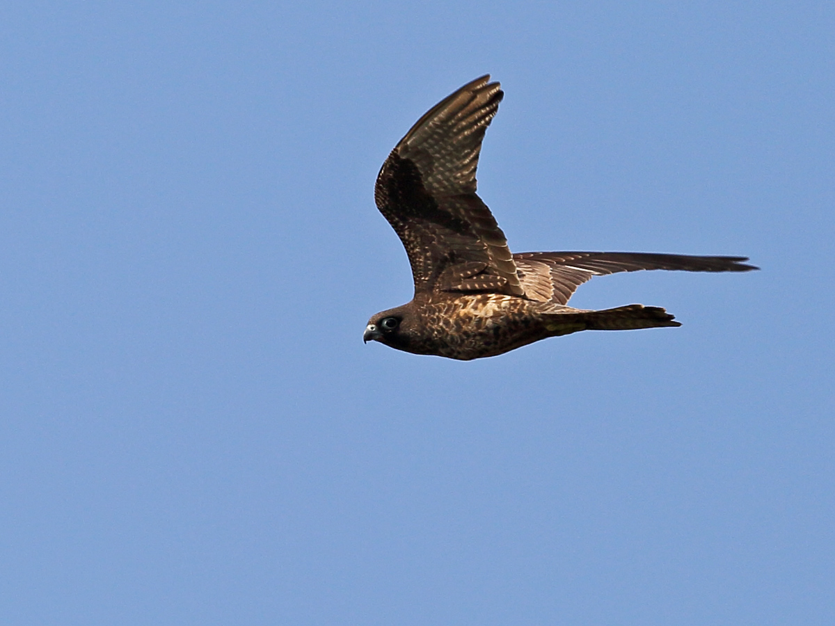 Eleonora`s Falcon